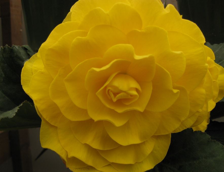 B. ‘Goldilocks’